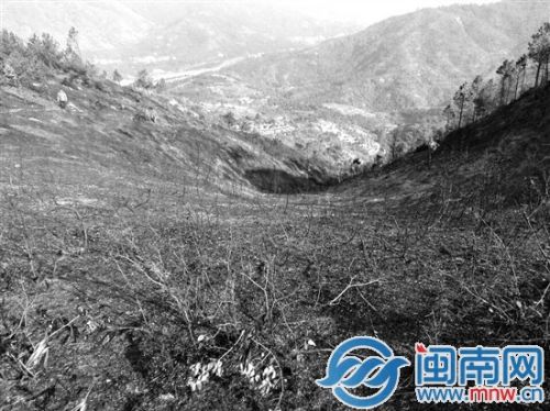 大火后，森林光秃秃一片