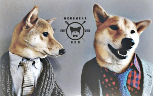 美柴犬代言多个品牌走红 Bodhi成纽约时尚圈