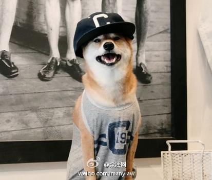 美柴犬代言多个品牌走红 Bodhi成纽约时尚圈