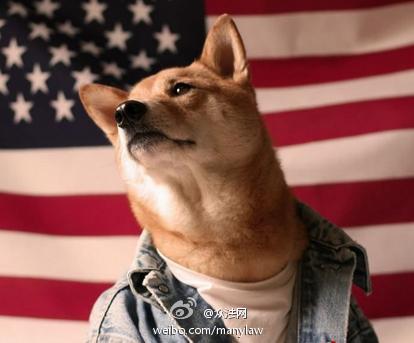 美柴犬代言多个品牌走红 Bodhi成纽约时尚圈