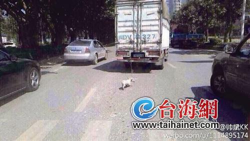 狗被绑在车后拖行