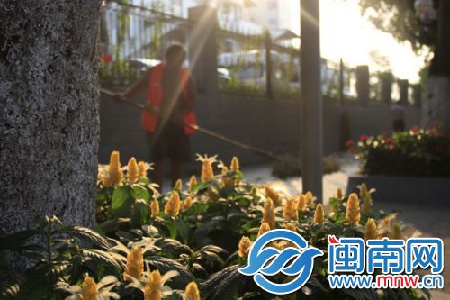 暖阳下，盛开的金苞花。摄于漳州市区胜利西路