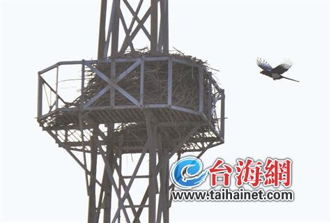 鹊归巢，捎带来欢乐叫声