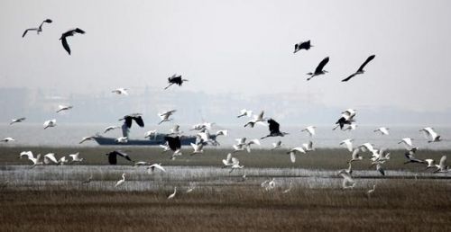 鄱阳湖候鸟湿地