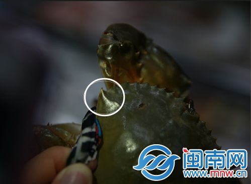 用手电筒照两个尖角（画圈处），如果很透光就说明螃蟹不够肥