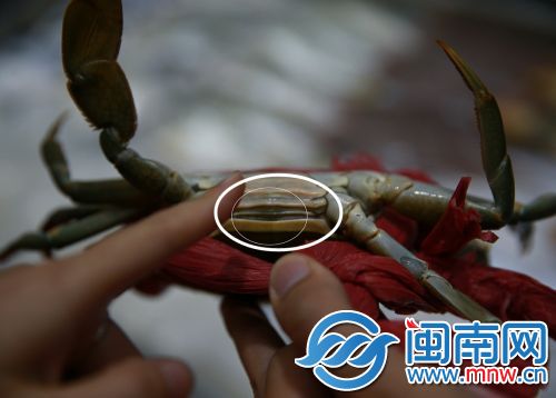 螃蟹肥不肥，看盖子和后壳之间(画圈处)