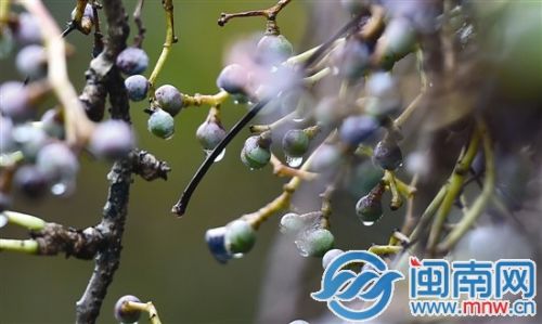 泉州市区清源山，路边藤草的果实被秋雨浇得晶莹剔透
