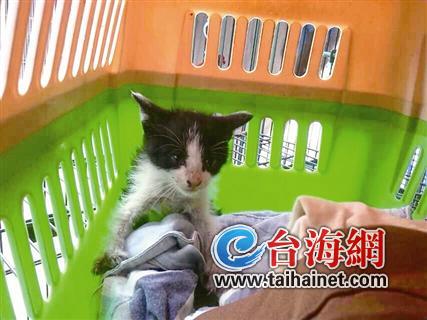 被困下水道三昼夜 小猫脱险