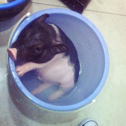 小香猪以前的样子