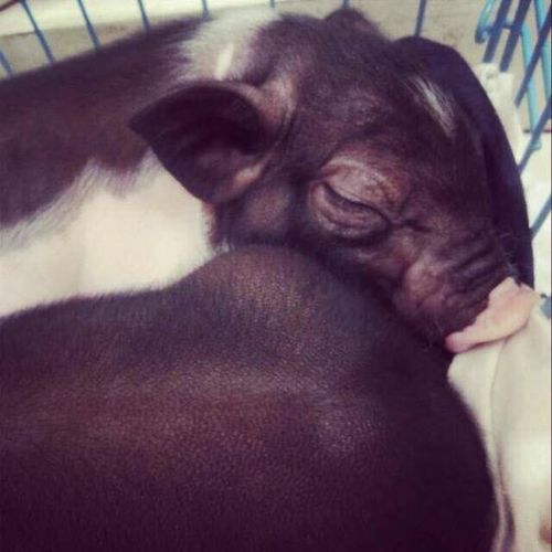 小香猪以前的样子