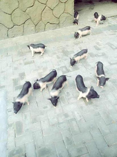 小香猪变成大肥猪