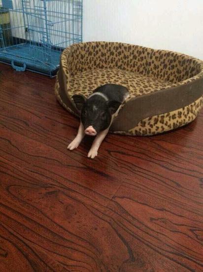 姑娘养小香猪养成大肥猪