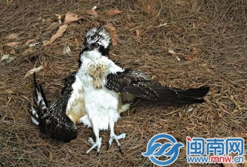 鹗（è）撞水泥杆昏厥，倒地姿势“销魂”