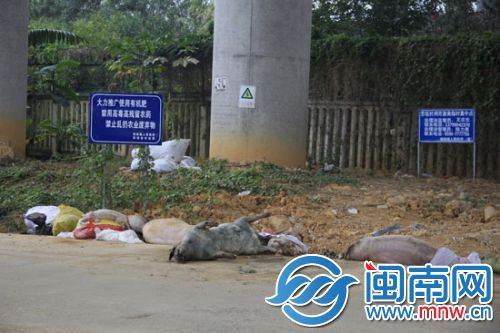 病死畜禽临时集中点就在路边，恶臭难闻