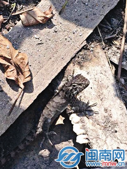 土褐色蜥蜴,与旁边的土壤颜色十分相近