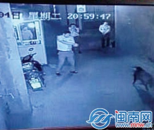 民警朝野猪开了一枪