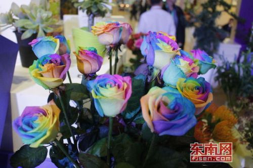 七彩玫瑰花