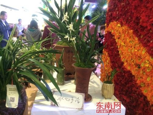冰心玉洁兰花
