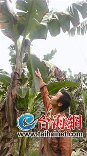 ▲损失一万多元，陈瑞松欲哭无泪