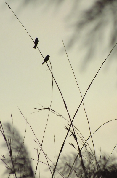 永泰大樟溪畔
，冷空<strong>metal bird spikes</strong>冬苇萧瑟
，显降一对小鸟站在竹枝上默默地看着眼前的水毛一切，仿佛在眷恋着苇草的美好时光