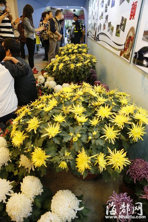单株菊开出的60朵花组成一个“大花球”