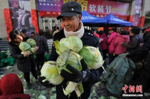 太原全城免费发放圆白菜