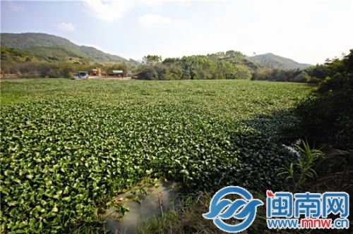 春建村南溪流域，河道都被水葫芦占领