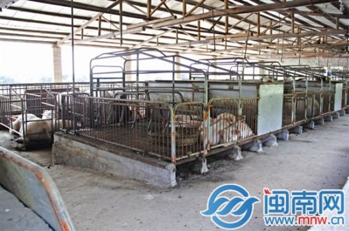 养猪场约有百头猪，污水直排南溪