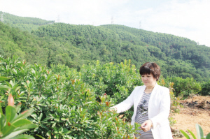 “铁娘子”林彩缎在查看杨梅花长势。