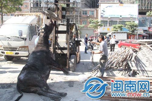 被主人打了麻醉药后，牛从电梯井被吊出拖走