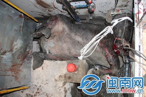 母牛被卡在建电梯井
