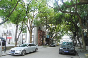 ▲苏州新光漳绒厂旧址已改建成创意园区，入口的林荫道香樟树蔽日遮天。