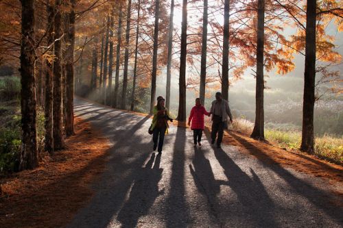 阳光透过柳杉林照射在行人身上