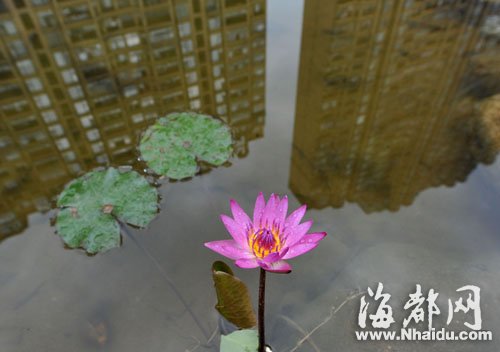 雨后的荷花特别娇艳