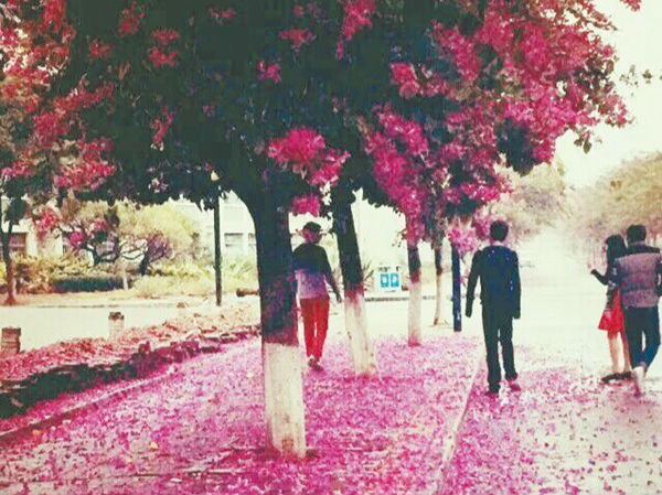 华侨大学校园紫荆花盛开 师生惊呼“画面太美不敢看”