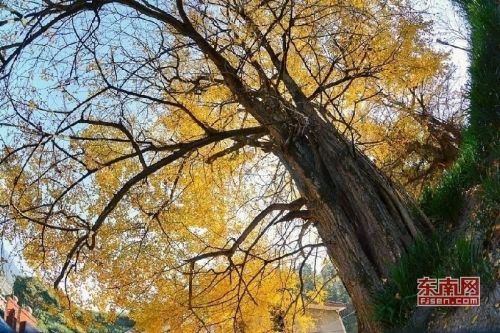 大田县广平镇万宅村古银杏树