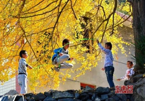 孩子们在银杏树下嬉戏玩耍