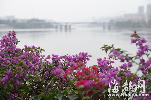 冷空气袭来，福州南江滨公园的三角梅依然红艳