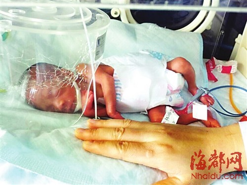 小家伙只比成人手掌大一点点