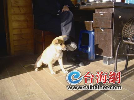 &ldquo;老爸们&rdquo;想给它找温暖的家