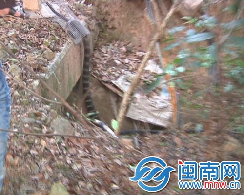 眼镜蛇被从笼子里放出来，爬回了山林