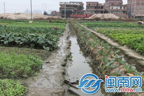 菜农担心菜地被海水浸泡绝收