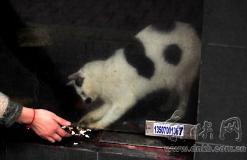 誰來拯救“孤獨(dú)貓” 被困倒閉餐飲店內(nèi)近一年