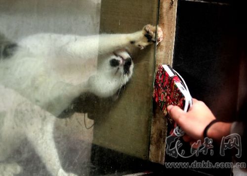 誰(shuí)來(lái)拯救“孤獨(dú)貓” 被困倒閉餐飲店內(nèi)近一年~