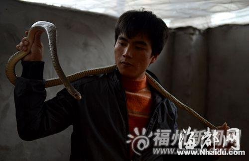 养殖户把蛇搭在脖子上,看来关系很亲密。