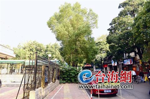 漳州市树1