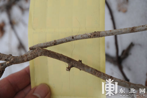 黑龙江一匹母马被野兽咬死 经鉴定系东北虎所为