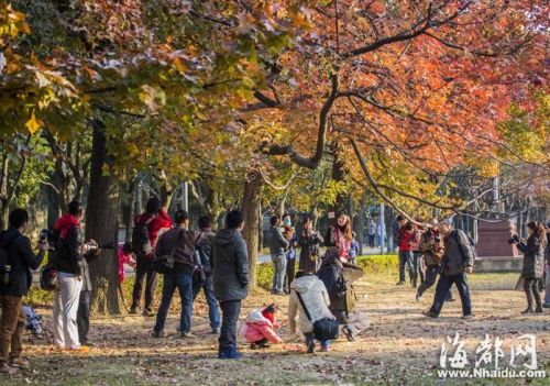 昨日天气晴好，福大校园里的枫叶，吸引了不少游人前来拍照