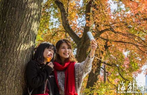 福大校园枫叶飘红