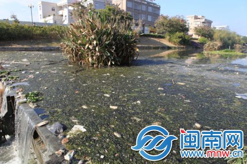 县城中府前街，绥东溪里漂浮着杂物